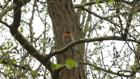 A robin in a tree Stock Footage