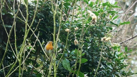 Robin in the tree Video stock 127634128