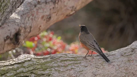 Robin on a tree Stock Footage 228710618