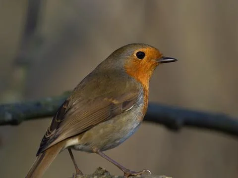 Robin in a tree Stock Photos