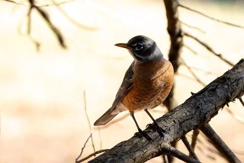 Robin in a Tree Stock Photos