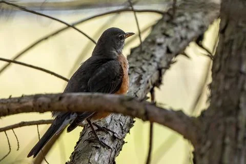 Robin in a tree Stock Photos