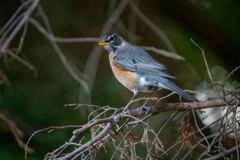 Robin in a Tree in Spring Foto stock