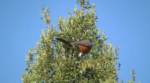 Robin in the treetops Stock Footage 10858023