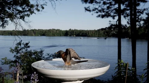 Robin tries to bathe but its too deep. Video stock 99753552