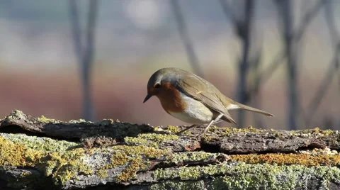 Robin on trunk Stock-Footage 66428712