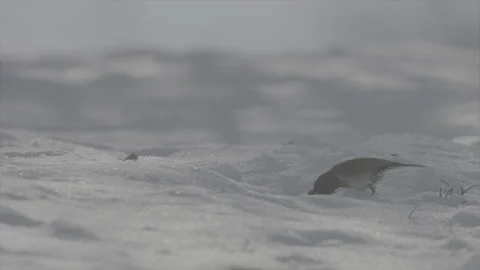 Robin vs great tit Stock Footage 246316756