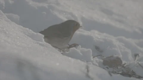 Robin vs tit 库存影片 246301784