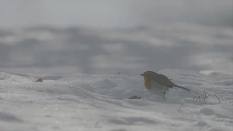 Robin vs tit Stock Footage 246318127