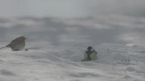 Robin vs tit 库存影片 246325539