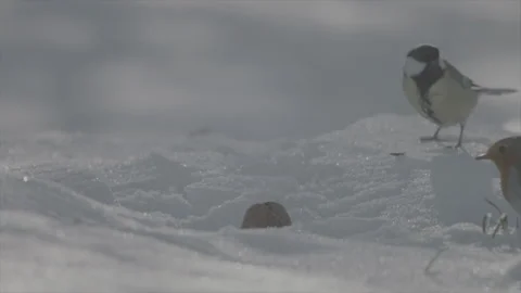 Robin vs tit  Stock Footage 246325749