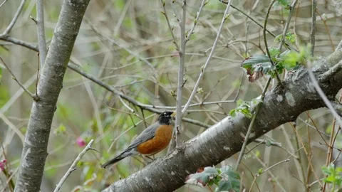 Robin walks along the branch Stock Footage 105747173