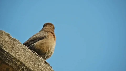 Robin on wall Stock Footage 108055263