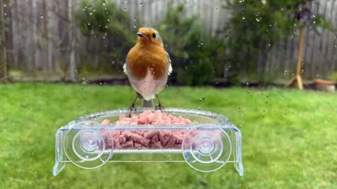 Robin a window feeder Vidéo 150109990