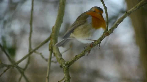 Robin in winter Stock Footage 21227528
