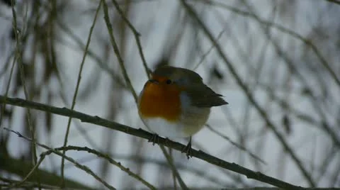 Robin in winter Stock Footage 21227632