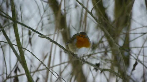 Robin in winter Stock Footage 21227643