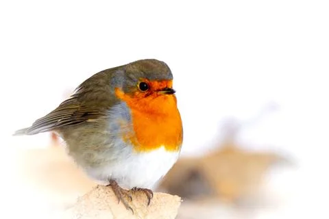 Robin in winter Stock Photos