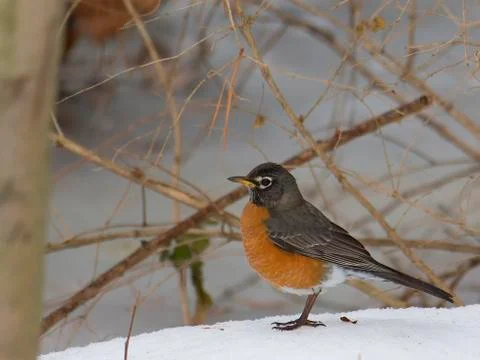 Robin in winter scene 스톡 사진