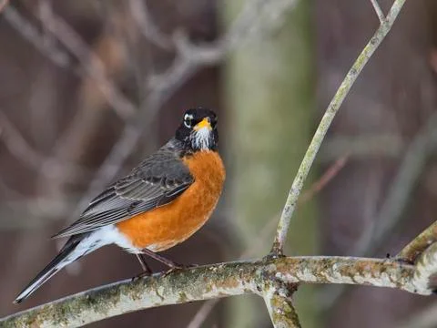 Robin in winter scene Foto stock