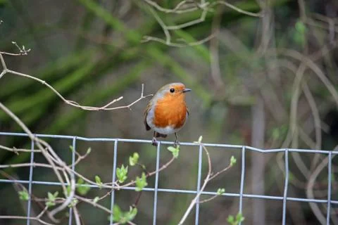 Robin on wire fence Stock Photos