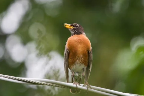Robin on a wire Stock Photos