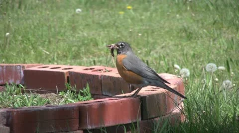 Robin With Worm Stock-Footage 12672944