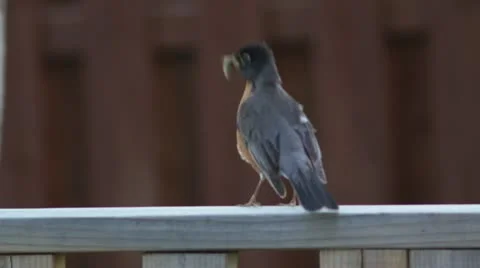 Robin with a Worm Stock Footage 18009664