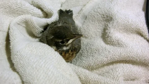 Robin wrapped in Towels hops away frame Right Stock Footage 77256071