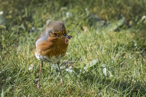 Robin with yummy worm Stock-Fotos