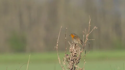 Robin1 Erithacus rubecula 50p singing Stock Footage 171625737
