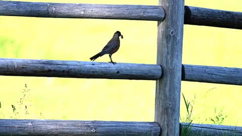 Robin1 스톡 동영상 169279162