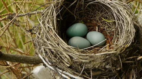 RobinBirdNest1 Video stock 6524622
