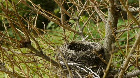 RobinBirdNest2 Video stock 6524583