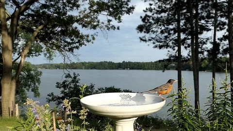 Robing drinks from a bird bath with a lake in the background. Stock-Footage 93525984