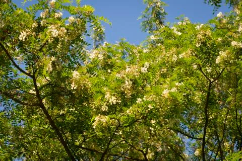 Robinia Stock Photos