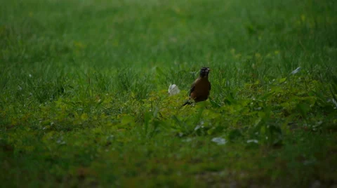 RobinInTheGrass 스톡 동영상 5505020