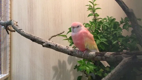 Robino Bourke Parakeet 스톡 동영상 97170465