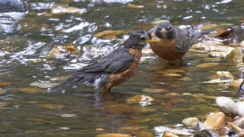 Robins bathing in a creek HD 動画素材 115902892