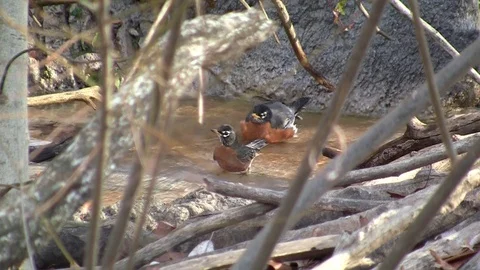 Robins bathing in a stream HD Видео 97243490