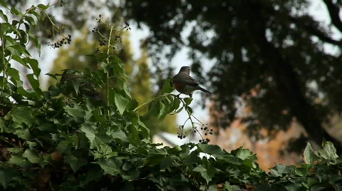 Robins in the berries Stock Footage 590646