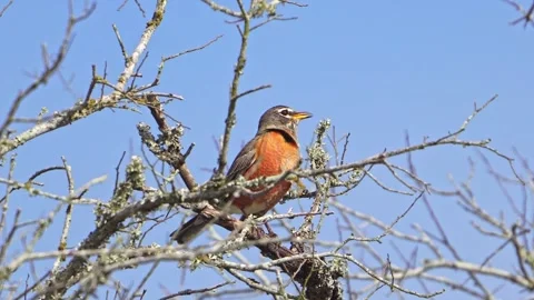 Robin's Bright Breast - Singing from Bare Tree, Bird Chorus Stock-Footage 306720400