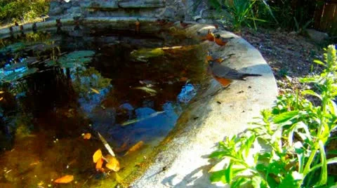 Robins drink at a pond 库存影片 10752254