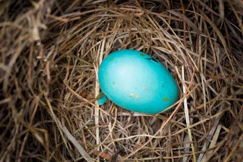 Robins Egg Stock Photos