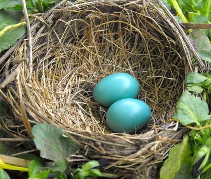 Robin's Eggs in a Nest Stock Photos