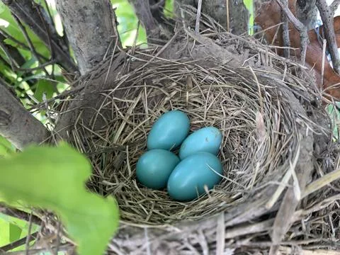 Robin's Eggs Nest Stock Photos