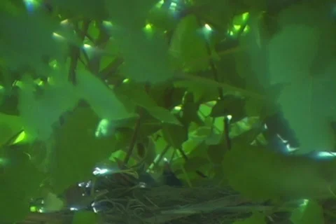 Robins Feeding Stock Footage 263470