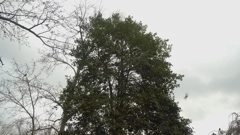 Robins Fly Away Vidéo 101807634