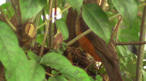 Robin's Nest 1b Stock Footage 32866822