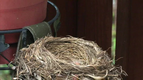 Robin's Nest 497 Stock Footage 376894